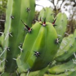 Botanischer Garten bei SMA