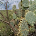 Botanischer Garten bei SMA