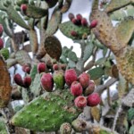 Botanischer Garten bei SMA