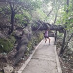 Carmen am "Baum-stemmen"