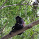 Cañón del Sumidero