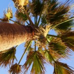 Palmen auf dem Camping Aginara Beach