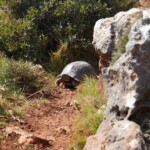 Schildkröte bei Leonidi