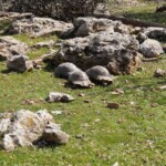 Schildkröten bei Leonidi