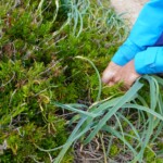 Lauchernte in der Methoni Burg