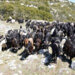 Ziegenherde mit Hirten