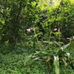 grün grün grün in La Pitaya