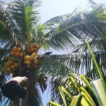 Kokosnussernte, Playa Ventura